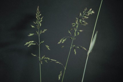 paturin de chaix